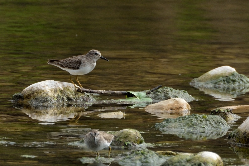 Kleinste Strandloper